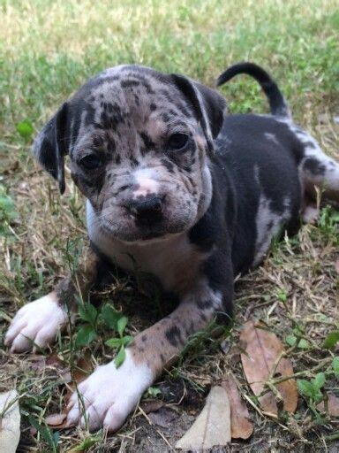American pitbull terrier female ready for a new home. pozie: April 2020