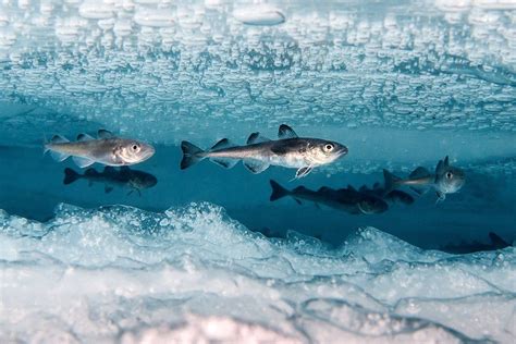 Discovering The Fish That Live In The Arctic Ocean