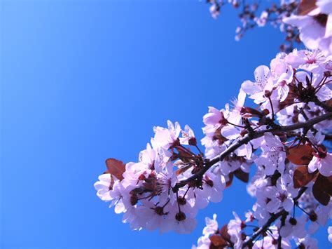 Spring Blossoms Free Photo Download Freeimages