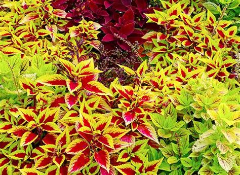 Unlike regular foxgloves, which bloom for around a month, 'leopardskin' is one of a new generation of digitalis that flower for four or five months: How to Create a Shade Garden with Coleus