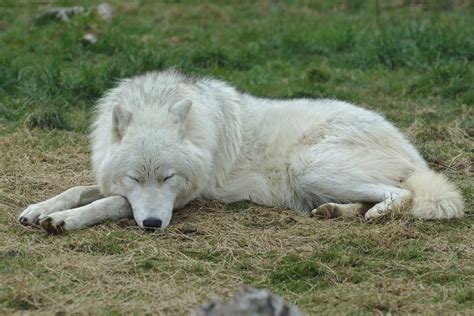 Sleeping Arctic Wolf Stock 20130401 1 By Furlined On Deviantart Wolf