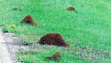 Fire Ant Mounds Invading Cities And Towns After Rain