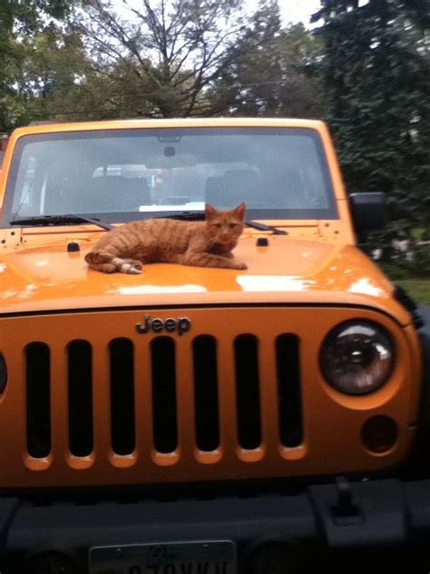 Cat On A Jeep Jeep Toy Car Cats