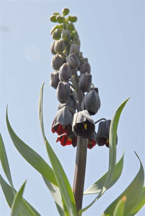 Fritillaria My Chicago Botanic Garden