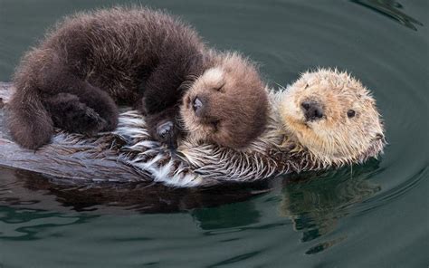 Baby Otter Enjoying His Nap Aww Animal Hugs Otters Cute Baby Otters