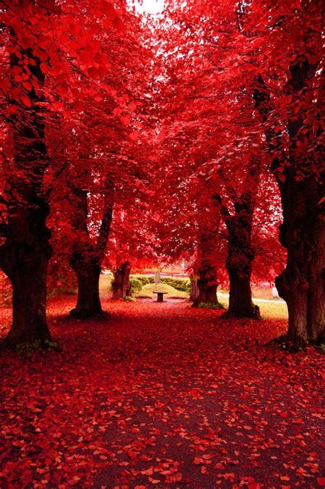 Path Through The Red Trees Beautiful Photos Of Nature Beautiful