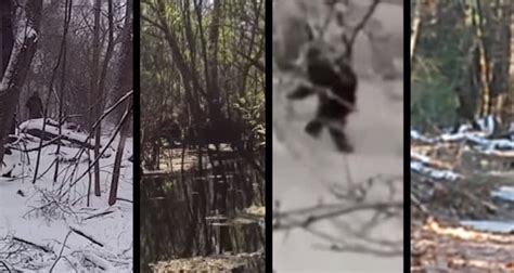 4 Alleged Bigfoot Sightings With Videos From January 2015