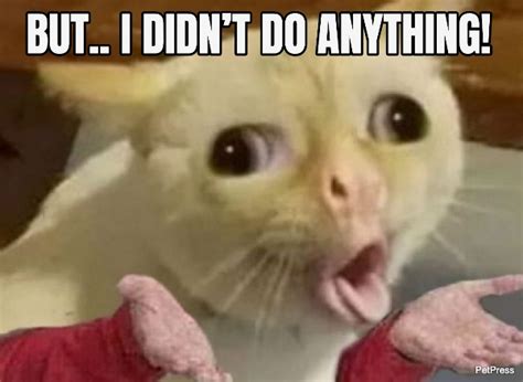 Coughing Cat Complaining Meme Petpress