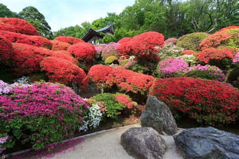 7 Plantas Japonesas Tradicionales Para Un Jardín Zen Gt