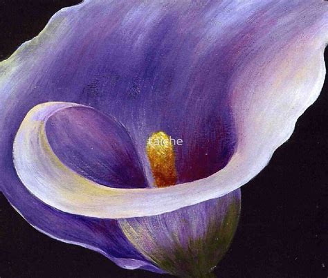 Lavender Calla Lily By Taiche Redbubble