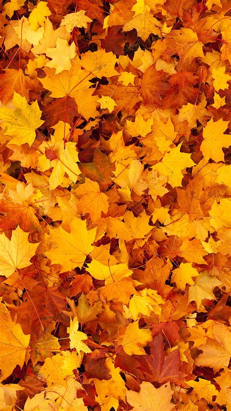 2k Free Download Fall Leaves Autumn Fall Leaves Fall Nature