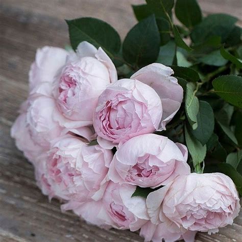Peonies are considered to be a symbol of prosperity and honor and are a fitting gift for peonies are traditionally seen as a spring/early summertime flower in the united states. Peony Pink Garden Roses are a premium peony shaped, sweet ...