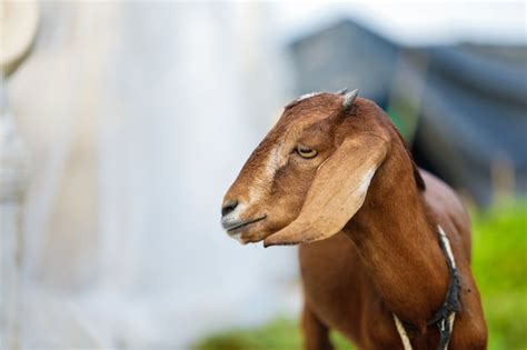 Premium Photo Indian Goat At Field Rural India