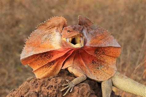 What Animals Live In The Australian Outback