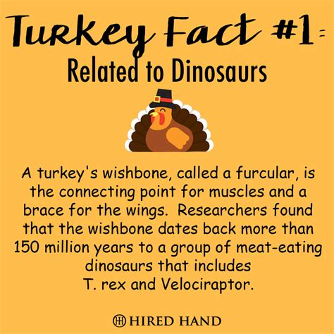 interesting-facts-about-turkeys