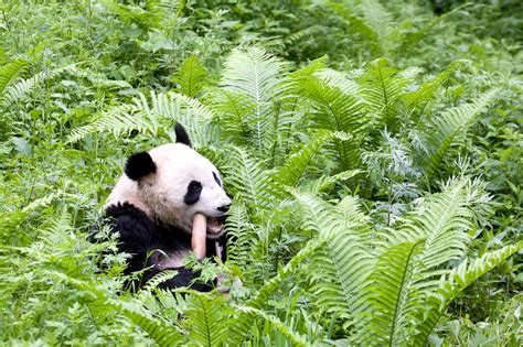 Climate Change Not The Only Threat To Giant Pandas Study Says Carbon