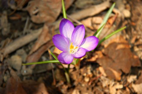 Spring has sprung. Photographed in my garden Tide Head, New Brunswick. | Spring has sprung ...