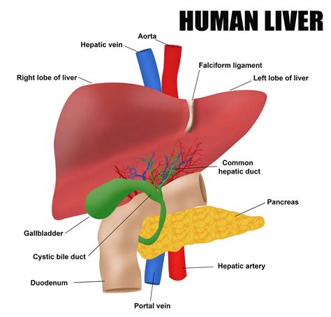 Liver Diagram With Labels Liver Anatomy And Function