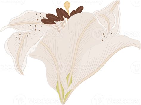 Hand Drawn White Lily Flower PNG