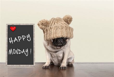 Cute Pug Puppy Dog With Bad Monday Morning Mood Sitting Next To