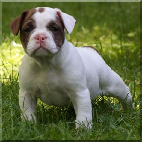 Puppy shorty bulls | home males females breedings puppies contacts links photos. shortybullinc OMG! OMG! OMG! I REALLY want this Shorty Bull. They are just too freakin cute ...