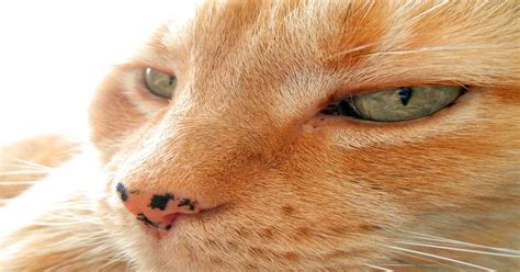 Cat Has Black Spots On Gums Vatelinfua