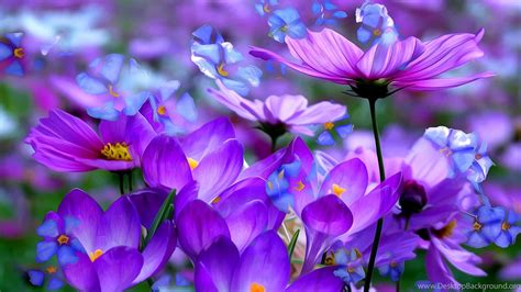 Purple Flowers Blooming Hd Wallpapers For Desktop And Mobile Desktop