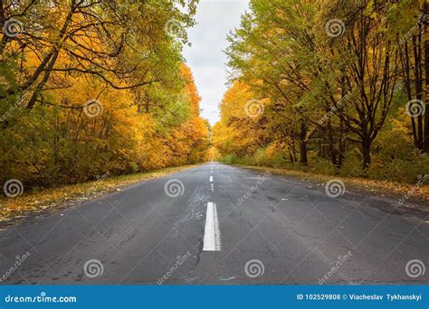 Road In The Autumnal Forest Stock Photo Image Of Light Poland 102529808