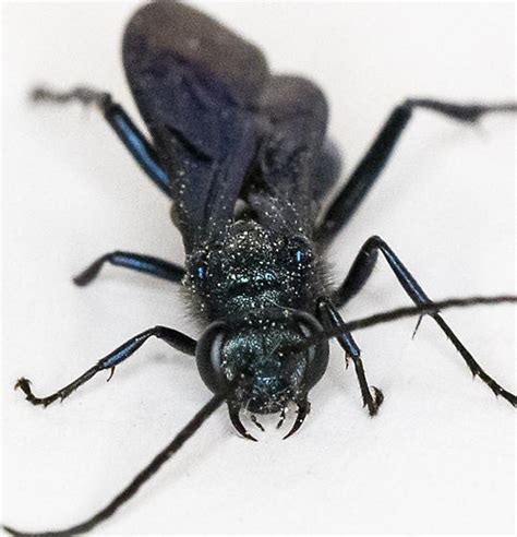 Common Blue Mud Dauber Wasp Chalybion Californicum Bugguidenet