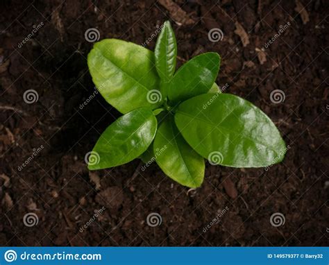 Young Citrus Satsuma Orange Tree Seedling Growing From The Soil Top