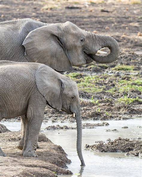 Juvenile African Elephants Stock Photo Image Of Nose 132836104