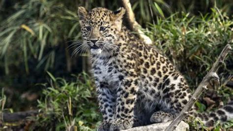 Rarest Big Cat On The Planet Amur Leopard No Longer Critically