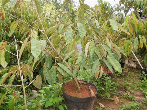 Tanaman Buah Durian Dalam Pot Tekniknya Mudah Ya ~ Truebus News