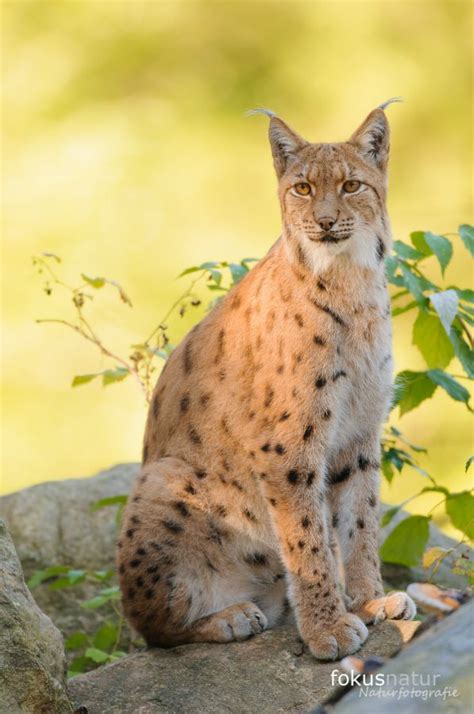 Europäischer Luchs Lynx Lynx Naturbild Galerie Luchs Fokusnatur