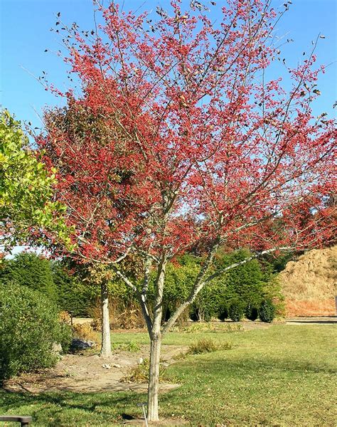 Good Hawthorn Tree Flowering Trees Landscape Design Outdoor