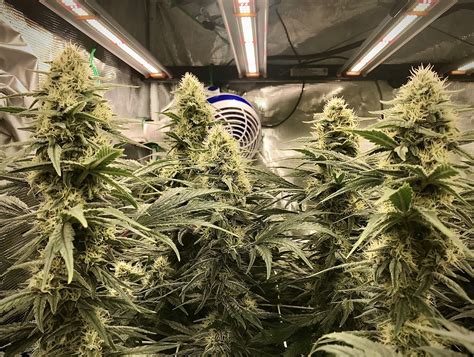 How To Tell When Cannabis Plant Is Flowering Growdiaries