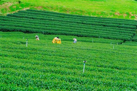 The Field Of Green Tea Plantation Stock Image Image Of Field