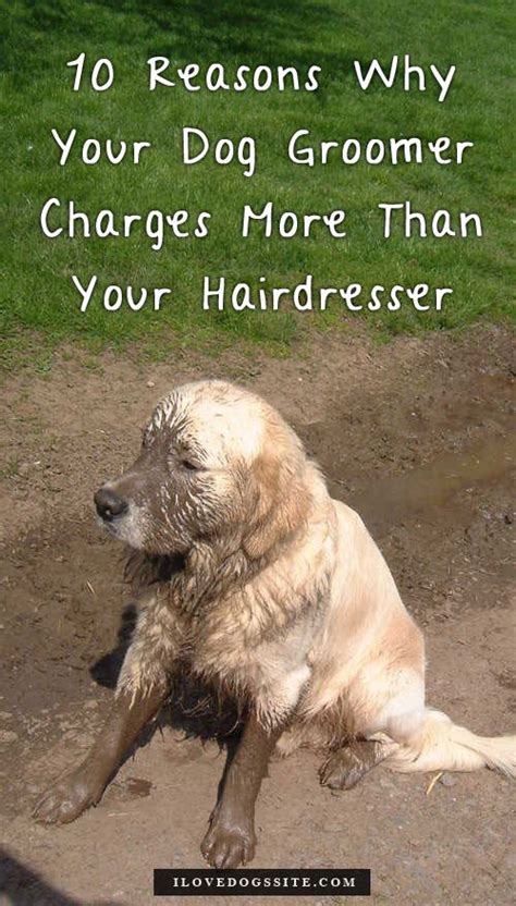 10 Reasons Why Your Dog Groomer Charges More Than Your