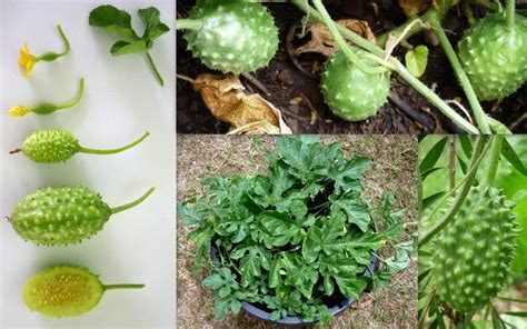 Learn more about native plants. Spiky Indian Cucumber Cucumis Anguria Seeds | Maxixe ...