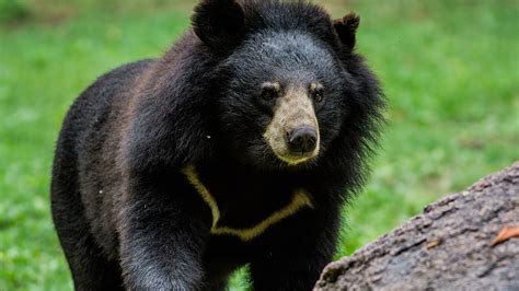 Meet Chinese Bears Half Of The Worlds Bear Species Can Be Found Here