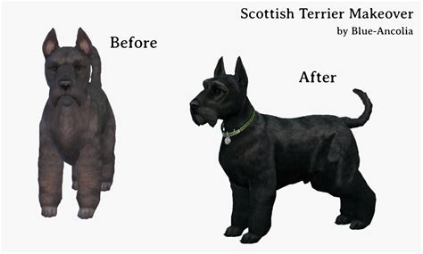 Blue Ancolia Scottish Terrier Makeover Here Is Jock He Is
