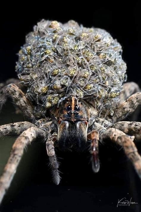 A Mother Wolf Spider Carrying Her Young In 2020 Wolf Spider Spider
