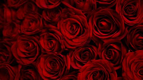 Download 2560x1440 Wallpaper Dark Red Roses Decorative Dual Wide