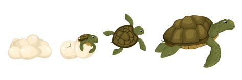 Turtle Life Cycle Set 4480663 Vector Art At Vecteezy