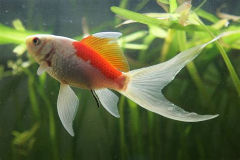 Most Beautiful Goldfish