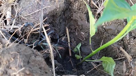 Cabe secara umum dapat tumbuh optimal disemua jenis tanah namun dapat diaplikasikan saat pengolahan tanah, sebelum tanam memperbaiki struktur tanah serta mengatasi tanah yang kurang subur atau miskin unsur hara, diberikan bahan organik seperti kompos. Cara tanam cabe sitem cor - YouTube