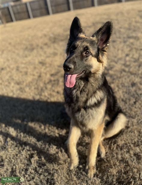 Full Blooded Akc German Shepherd Stud Dog In Dallas United States