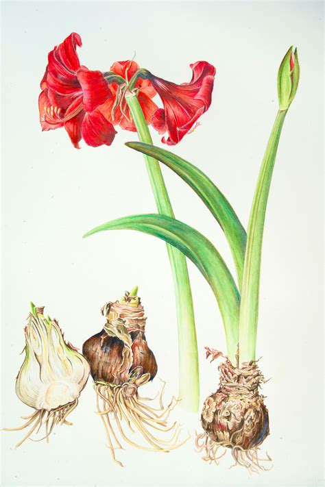 Botanical Illustration Watercolor Botanical Painting Botanical