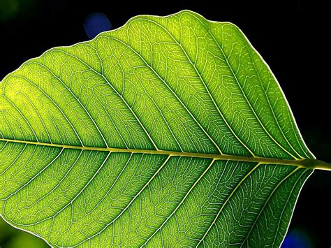 Filegreen Leaf Leaves Wikimedia Commons