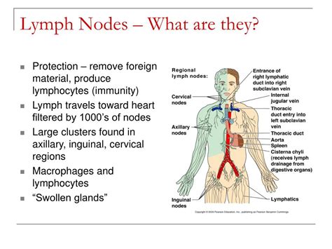 Ppt Lymphatic System And Body Defenses Powerpoint Presentation Free Download Id2767995